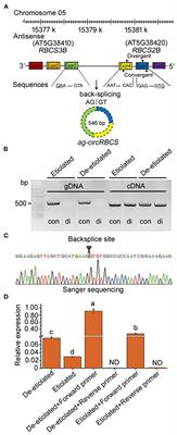 An Antisense Circular RNA Regulates Expression of RuBisCO Small Subunit Genes in Arabidopsis